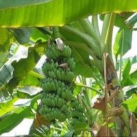 ราคา 1 ต้น กล้วย มีรากแล้ว พร้อมปลูก ขนาดต้นสูง 30 50 ซม สายพันธุ์น้ำว้า (22121882198)