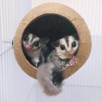 ราคา ที่นอนชูการ์ บ้านกะลา กะลามะพร้าว บ้านกะลาชูก้า บ้านกะลากระรอก บ้านกะลานก ที่นอนสัตว์เลี้ยง บ้านกะลาชูการ์ไกรเดอร์ (24063196344)