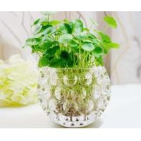ราคา ขวดดอกไม้แก้วคริสตัลหนาแบบเรียบง่าย ขวดปลูกพืชในน้ำแบบกลมโปร่งใส จัดวางดอกไม้สด จัดสวน พืชประดับตกแต่งบ้าน (23488689199)