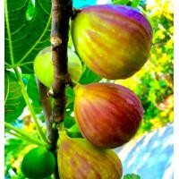 ราคา ต้นมะเดื่อฝรั่งพันธุ์ญี่ปุ่น BTM6 ปลูกง่ายให้ผลผลิตไว (24067348135)