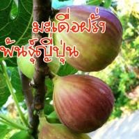 ราคา ต้นมะเดื่อฝรั่ง พันธุ์ญี่ปุ่นBTM6 ต้นนำเข้า มีรสชาติหวาน อร่อย ผลใหญ่ ดก (23595118156)