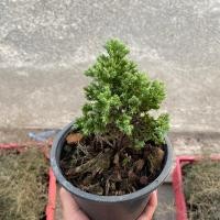 ราคา ต้นสนแคระเลื้อยญี่ปุ่น พร้อมดัดบอนไซ ไซส์กระถาง6นิ้ว ต้นไม้ปลูกในบ้าน ต้นไม้มงคล ต้นไม้ฟอกอากาศ ต้นไม้การ์ตูน ต้นไม้มงคลเรียกทรัพ (17362852809)