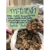 ราคา กระชายดำสด สมุนไพรกระชายดำ หัวสด Black ginger บำรุงกำลัง ขนาด 1000 กรัม (7804522041)