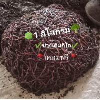 ราคา ไส้เดือนตกปลาไส้เดือนaf (24145761278)
