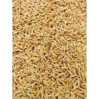 ราคา พันธุ์ข้าวหอมมะลิสุรินทร์ ขาวดอกมะลิ105 บรรจุ 5 กิโลกรัม ข้าวหอมมะลิสุรินทร์ (23225367121)