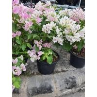 ราคา ต้นเฟื่องฟ้า แฟนตาซี ดอกสีขาวชมพู ไอศครีม ส่งพร้อมกระถาง10นิ้ว (14059853698)