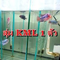 ราคา อาหารปลาหมอสี ปลาหมอสี ฟลาวเวอร์ฮอร์น สายเลือด KML พร้อมอาหารสูตรเด็ด มีการรับประกันสินค้าตลอดการเดินทาง (24492570782)