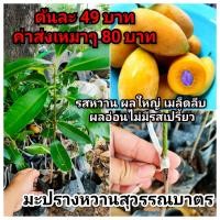 ราคา มะปรางหวานสุวรรณบาตร ชุด 2 ต้น ผลใหญ่ รสหวาน ไม่มีเปรี้ยวตั้งแต่ผลอ่อน พร้อมส่ง (24522619320)