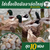 ราคา ไข่เชื้อเป็ดมัลลาล์ด 10 ฟอง สำหรับฟัก (18300731538)