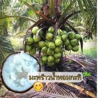 ราคา ขายดีมาก สินค้ามีน้อยมาก ต้นมะพร้าวกะทิเนื้อฟู เป็นมะพร้าวน้ำหอมต้นเตี้ยเนื้อกะทิ พันธุ์แท้ พันธุ์แท้ บ้านแพร้ว ลูกดก น้ำหวานเนื้อฟู คัดสรรพันธุ์ (19267307725)