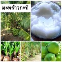 ราคา ขายเป็นต้น ต้นมะพร้าวกะทิเนื้อฟู เป็นมะพร้าวน้ำหอมต้นเตี้ยเนื้อกะทิ พันธุ์แท้ พันธุ์แท้ บ้านแพร้ว ลูกดก น้ำหวานเนื้อฟู คัดสรรพันธุ์ (19220759285)