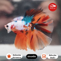 ราคา ปลากัด ฮาฟมูน นีโม่ แฟนซี HM Nemo เพศผู้ ปลากัดสวยงาม ตรงปก มีประกันสินค้า จ่ายปลายทางได้ (23492883911)