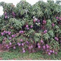 ราคา มะม่วงแดงจักรพรรดิ ต้นเสียบยอด ขนาดต้นสูง 60 ซม (1025410901)