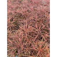 ราคา ต้นหูกระจงแดงไม้มงคลไม้ประดับกระถาง10 สูง40 50cm (23428441963)