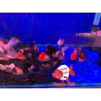 ราคา อาหารสำหรับปลา ปลาทองฮอลันดา 3สี แพนด้า ไซร้2 มีประกันสินค้า อาหารเสริมสร้างสุขภาพปลา (24505133018)