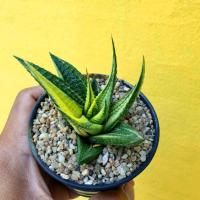 ราคา ม้าเวียนด่าง ฮาโวเทีย Haworthia limifolia variegated cactus succulent Haworthia ฮาโวเทีย (20314253524)
