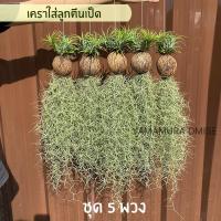 ราคา โมบายเคราฤาษีพร้อมแขวน โมบายเคราใส่ลูกตีนเป็ด สำหรับตกแต่งสวน เคราฤาษี มอสสเปน ไม้ฟอกอากาศกรองฝุ่น pm 2 5 ม่านบังแดด เคราฤาษี (19669958369)