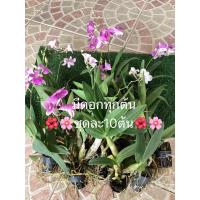 ราคา กล้วยไม้หวายแคระ กระถาง1นิ้ว มีดอกทุกต้น ชุด10ต้น (13777876352)