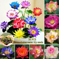 ราคา ของแท้ 100 เมล็ดพันธุ์บัวจิ๋ว เมล็ดดอกบัว บรรจุ 20 เมล็ด Lotus Water Lily Seeds Flower Seed บอนสี เมล็ดดอกไม้ เมล็ดบัวแคระ บอนไซ เมล็ดดอกบัวน้ำ บัวจิ๋วญี่ปุ่น บัวแคระญี่ปุ่น พืชไฮโดรโปนิ พันธุ์ดอกไม้ 