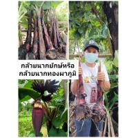 ราคา ต้นกล้วยนากทองผาภูมิ หรือ กล้วยนากยักษ์ กล้วยโบราณพื้นถิ่นหายาก (10660174526)