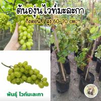 ราคา ต้นองุ่นไวท์มะละกา กิ่งตอน ต้นพร้อมลงปลูก (21373627332)