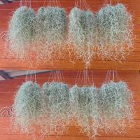 ราคา 1 ชุด 10 พวง เคราฤาษี พร้อมลวดแขวน มอสสเปน Spanish moss (23290526419)