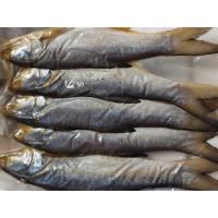 ราคา ปลากุเลาหอมแดดเดียว ทอดกรอบได้มั้งตัวอร่อยทั้งตัว น้ำหนัก 500 600กรัม ราคา129หอมเค็มอร่อยมาก (24514902231)