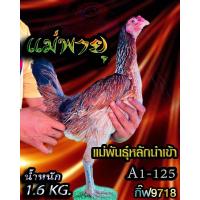 ราคา ไข่ไก่ชน แม่พันธุ์พม่าแข้งหน้า รับประกันเชื้อจัดส่งไว (24600298584)