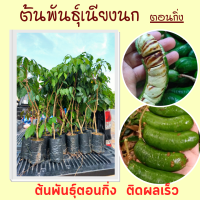 ราคา ต้นเนียงนกตอนกิ่ง ผักประจำถิ่นภาคใต้ ขนาดต้นสูงประมาณ 80 100 ซม (12933252195)