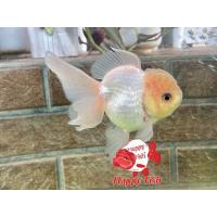 ราคา อาหารสำหรับปลา ปลาทองฮอลันดายักษ์ ไซร้3นิ้ว เลือกสีในตัวเลือก มีประกันสินค้า อาหารเสริมสร้างสุขภาพปลา (24505064693)