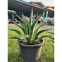 ราคา อากาเว่ปากนกแก้วด่าง อากาเว่เขียวขอบเหลือง ส่งพร้อมกระถาง 10 ต้นสวยๆ (22101398647)