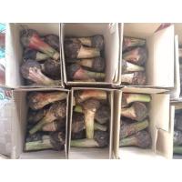 ราคา กล้วยหอมทอง พันธุ์ท่ายาง พันธุ์แท้ ต้นใหญ่ลูกดก 1 ชุด 5 หน่อ แถมฟรี 1 หน่อ จัดส่งวันต่อวัน (17538514277)