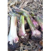 ราคา กล้วยหอมทอง พันธุ์ท่ายาง พันธุ์แท้ ต้นใหญ่ลูกดก 1 ชุด 5 หน่อ แถมฟรี 1 หน่อ จัดส่งวันต่อวัน (17538353644)