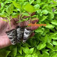 ราคา ต้นต้นกล้าพริกขี้หนูสวน ต้นกล้าผักสวนครัว ต้นกล้าพริกขี้หนู ต้นกล้าพริกขี้ฟ้า ต้นกล้าพริกหยวก ต้นกล้าพร้อมปลูก (24413230629)