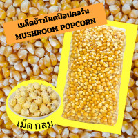 ราคา เมล็ดข้าวโพด เมล็ดป๊อปคอร์น มัชรูม เมล็ดข้าวโพดทรงกลม popcorn mushroom (24212607918)