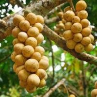 ราคา ต้นลางสาด เสียบยอด ลางสาดหอม ต้นลังสาด ต้นสูง50 60cm 1ต้น (3088802865)