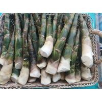 ราคา หน่อไม้บงหวานออร์แกนิค จากสวนเกษตรอินทรีย์ไม่มีสารเคมี ขายราคาถูก3กก บาท ซื้อ3 กก เพียง 105บ 3กก ไม่มีสารไซยาไนด์ กินดิบได้ (24513930044)