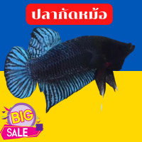 ราคา ปลากัดหม้อ ปลากัดเก่ง หนังเหนียวฟันคม เชิงรอบจัด ส่งด่วนEMSปลากัดดี ปลากัดคุณภาพ ปลากัดแท้ (13577690718)