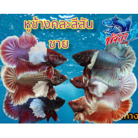 ราคา ปลากัด หูช้าง คละสีสันสวยงาม ชาย มีประกันสินค้า (15993892824)