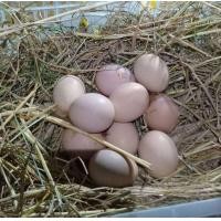 ราคา ไข่เชื้อไก่ไข่โร๊ดไอส์แลนด์เรด มีประกัน พันธุ์แท้เลือดไม่ชิด (23166556444)