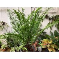ราคา เฟิร์น ต้นเฟิร์น เฟิร์นใบมะขามก้านดำ เฟิร์นก้านดำ เฟิร์นใบมะขาม ขนาดกระถาง 11 นิ้ว (21949931379)