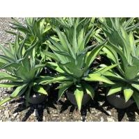 ราคา ต้นอกาเว่ อากาเว่ปากนกแก้ว ต้นอากาเว่ อากาเว่ อกาเว่ Agave ขนาดกระถาง 11 (19555882581)