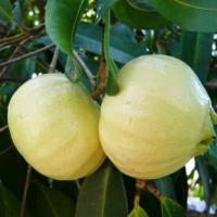 ราคา ต้นชมพู่น้ำดอกไม้แดงแพรวา ชมพู่น้ำดอกไม้ ต้นชมพู่น้ำดอกไม้ ชมพู่น้ำดอกไม้สีแดง Rose Apple ฝรั่งน้ำ ชมพู่ ชมพู่น้ำ มะชมพู่ มะน้ำหอม (20603171814)