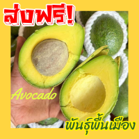 ราคา BB อโวคาโด้แฮส ยกกล่อง 3KG อโวคาโด้พันธ์ุเเฮส Avocado อโวคาโด พันธุ์แฮส อโวคาโด้แฮส แฮสนิวซีเเลนด์ ราชาอโวคาโด อโวคาโด้ อโวคาโด อะโวคาโดสด อโวคาโดสดจากสวนบนดอย เก็บจากสวนทุกวันเน่าเสียรับเคลม อโวคาโด้