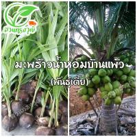 ราคา มะพร้าวน้ำหอมบ้านแพ้วพันธุ์เตี้ย แท้ (9746683294)