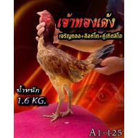 ราคา ไข่ไก่ชน แม่พันธุ์พม่าแข้งหน้า รับประกันเชื้อทุกกรณี ส่งด่วน (24600423159)