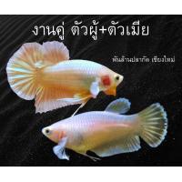 ราคา ปลากัดหูช้างทอง ชุดเพาะพันธุ์ ตักสุ่มในคอก (16408626692)