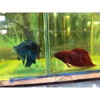 ราคา ปลากัดจีน ปลากัดหางยาว ปลากัดหลากสี ตัวใหญ่ หางยาว ปลากัดหางพู่กัน (12408648422)