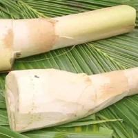 ราคา สด ยอดมะพร้าวอ่อน สด สะอาด รับประกันคุณภาพ (24289803216)