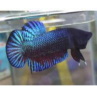 ราคา ปลากัดหม้อมาเล สายเลือดแท้ หม้อสายกัด หม้อมาเลย์แท้100 คละสี 1ตัว ชาย (10105385232)